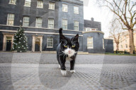 NEWS - Downing Street: Kater Palmerston kriegt ein 'Lord P' Halsband
