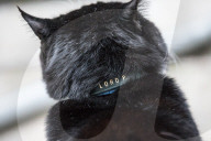 NEWS - Downing Street: Kater Palmerston kriegt ein 'Lord P' Halsband