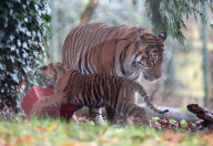 FEATURE - Tiger packt Weihnachtsgeschenke aus