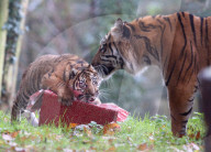 FEATURE - Tiger packt Weihnachtsgeschenke aus