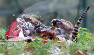 FEATURE - Tiger packt Weihnachtsgeschenke aus