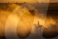 FEATURE - Pferdeherde im Nebel