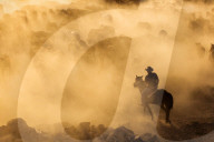 FEATURE - Pferdeherde im Nebel