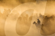 FEATURE - Pferdeherde im Nebel
