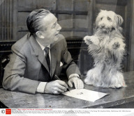Walt Disney (1901-1966) American Cartoonist And Film Producer With Greyfriars Bobby A Floppy-eared Skye Terrier Who Is To Appear In The Disney Film Greyfriars Bobby. 