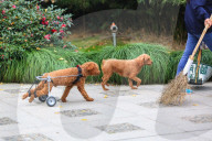 FEATURE - Hund mit Rollbeinen