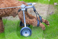 FEATURE - Hund mit Rollbeinen