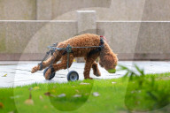 FEATURE - Hund mit Rollbeinen