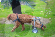FEATURE - Hund mit Rollbeinen