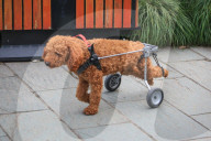 FEATURE - Hund mit Rollbeinen