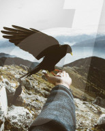 FEATURE - Vogelbeobachtung in den Dolomiten