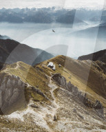 FEATURE - Vogelbeobachtung in den Dolomiten