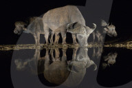 FEATURE - Nachts am Wasserloch in Afrika