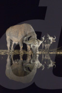 FEATURE - Nachts am Wasserloch in Afrika