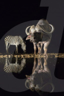 FEATURE - Nachts am Wasserloch in Afrika