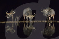 FEATURE - Nachts am Wasserloch in Afrika