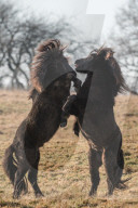 FEATURE - Kampf der Isländer-Hengste
