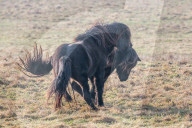 FEATURE - Kampf der Isländer-Hengste