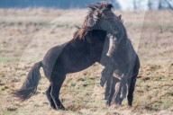 FEATURE - Kampf der Isländer-Hengste