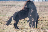FEATURE - Kampf der Isländer-Hengste