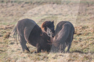 FEATURE - Kampf der Isländer-Hengste