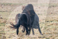 FEATURE - Kampf der Isländer-Hengste