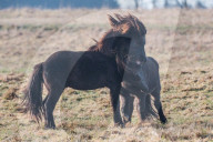 FEATURE - Kampf der Isländer-Hengste