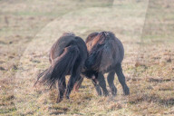 FEATURE - Kampf der Isländer-Hengste