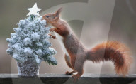 FEATURE - Tierische Weihnachten 