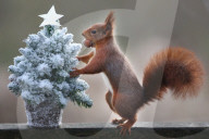FEATURE - Tierische Weihnachten 