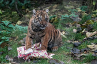 FEATURE - Tierische Weihnachten 