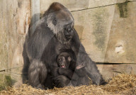 FEATURE - Gorillababy Afia mit Ersatzmutter Romina im Zoo von Bristol