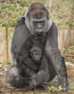 FEATURE - Gorillababy Afia mit Ersatzmutter Romina im Zoo von Bristol