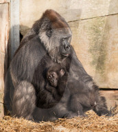FEATURE - Gorillababy Afia mit Ersatzmutter Romina im Zoo von Bristol