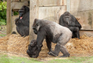 FEATURE - Gorillababy Afia mit Ersatzmutter Romina im Zoo von Bristol