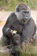 FEATURE - Gorillababy Afia mit Ersatzmutter Romina im Zoo von Bristol