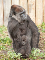 FEATURE - Gorillababy Afia mit Ersatzmutter Romina im Zoo von Bristol
