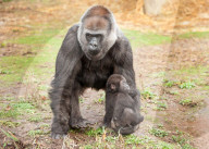 FEATURE - Gorillababy Afia mit Ersatzmutter Romina im Zoo von Bristol