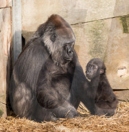 FEATURE - Gorillababy Afia mit Ersatzmutter Romina im Zoo von Bristol