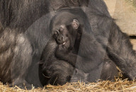 FEATURE - Gorillababy Afia mit Ersatzmutter Romina im Zoo von Bristol