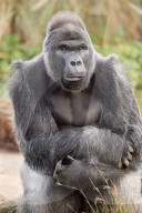 FEATURE - Gorillababy Afia mit Ersatzmutter Romina im Zoo von Bristol