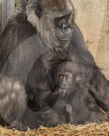 FEATURE - Gorillababy Afia mit Ersatzmutter Romina im Zoo von Bristol