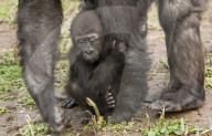 FEATURE - Gorillababy Afia mit Ersatzmutter Romina im Zoo von Bristol