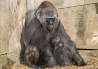 FEATURE - Gorillababy Afia mit Ersatzmutter Romina im Zoo von Bristol