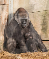 FEATURE - Gorillababy Afia mit Ersatzmutter Romina im Zoo von Bristol
