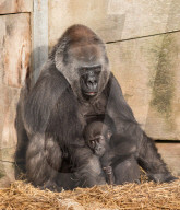 FEATURE - Gorillababy Afia mit Ersatzmutter Romina im Zoo von Bristol