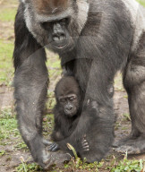 FEATURE - Gorillababy Afia mit Ersatzmutter Romina im Zoo von Bristol