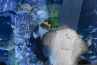 FEATURE - Weihnachten: Chlaus schwimmt im Aquarium in Seoul 