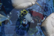 FEATURE - Weihnachten: Chlaus schwimmt im Aquarium in Seoul 