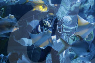 FEATURE - Weihnachten: Chlaus schwimmt im Aquarium in Seoul 